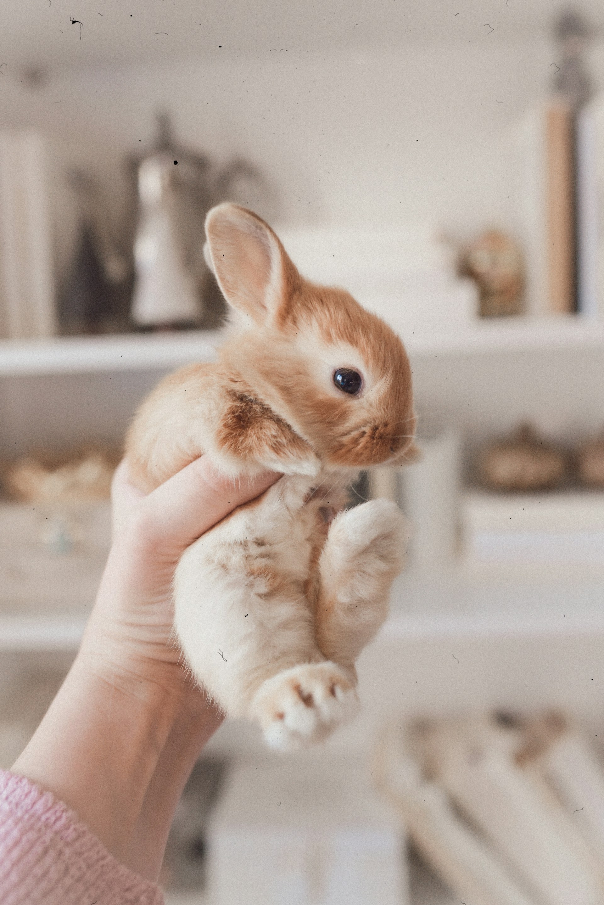Person holding white and brown rabbit