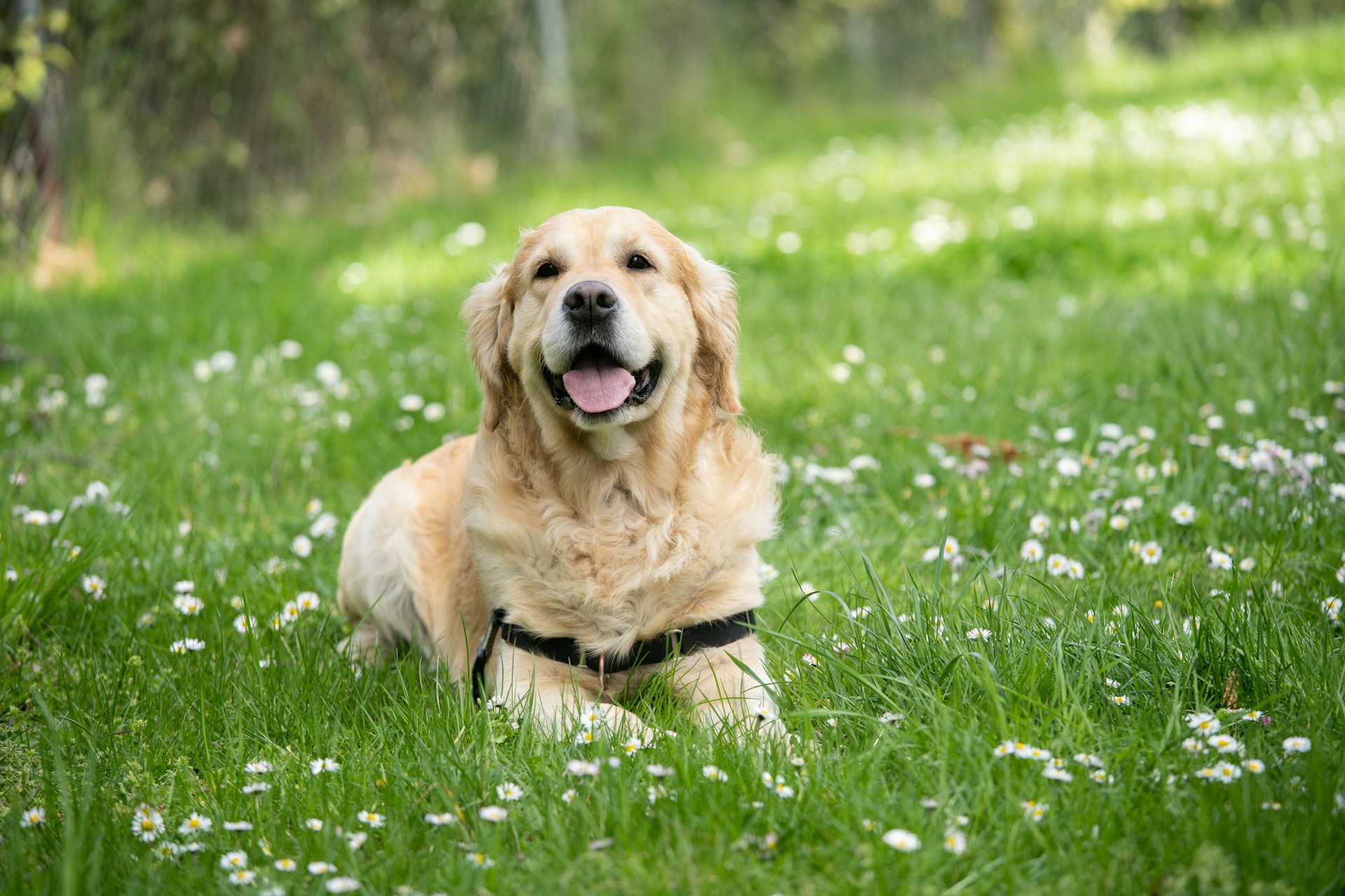 A medium short-coated white dog lying on green grass field